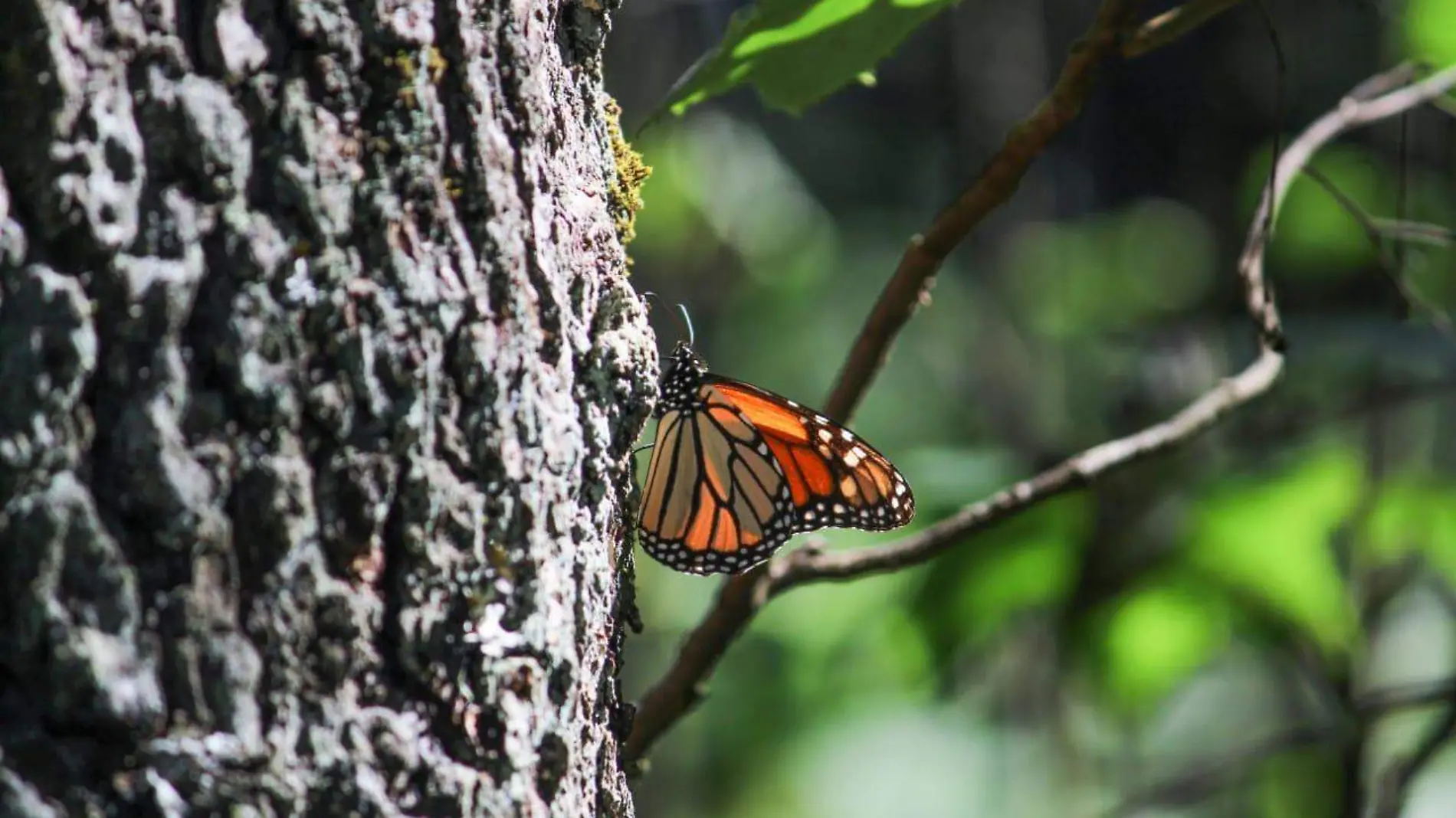 Mariposa monarca